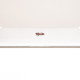 Apple MacBook 12 Silver 2015 (MF865) б/у